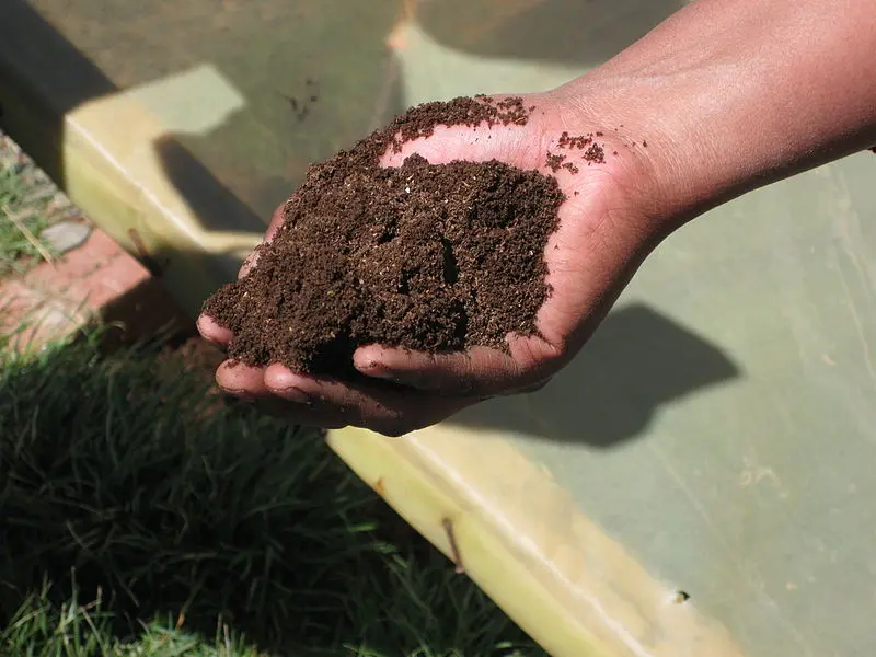 How To Use Your Harvested Compost