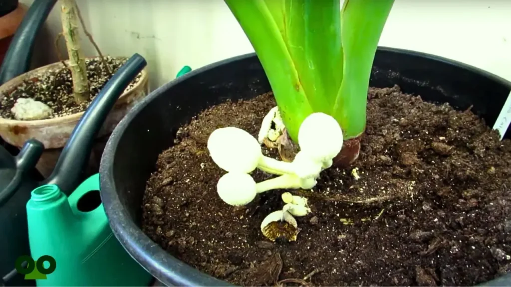 How to Get Rid Of Mushrooms Growing In Houseplant Soil