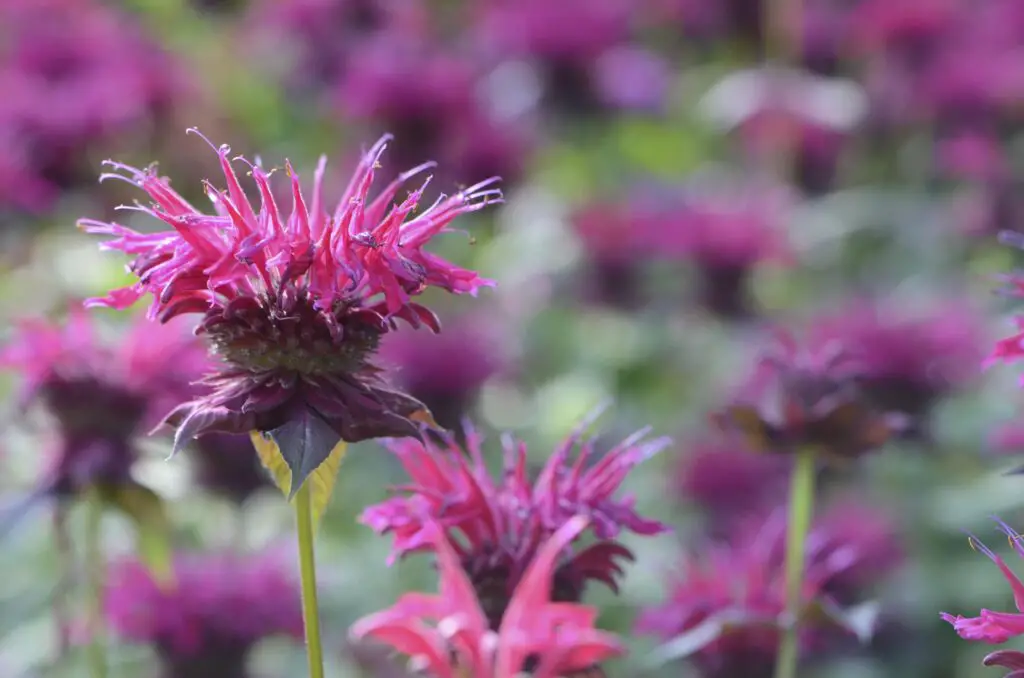 How to Plant and Grow Bee Balm