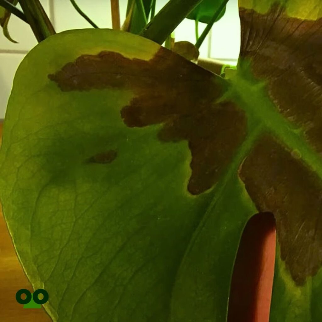 Monstera Leaves Turning Brown