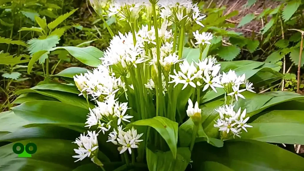 Wild Garlic Allium ursinum