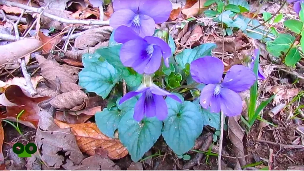 Wild Violet Viola papilionacea