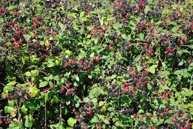HOW TO GROW AND CARE FOR BLACKBERRY BUSHES