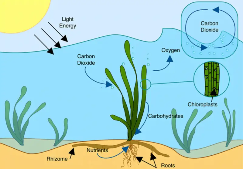 Carbon uptake and photosynthesis in a seagrass meadow