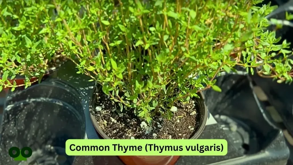 Common Thyme Thymus vulgaris