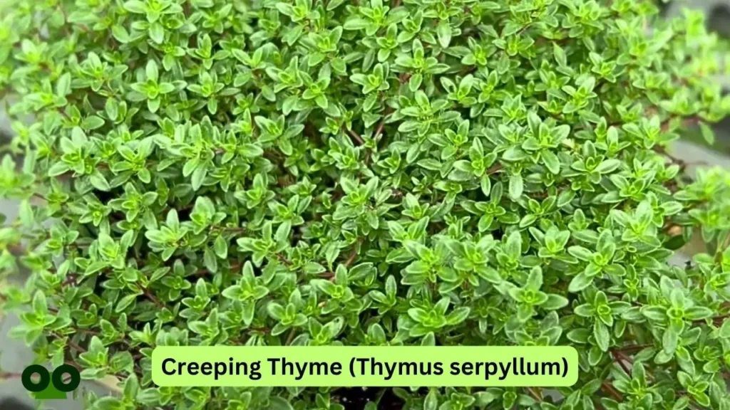 Creeping Thyme Thymus serpyllum