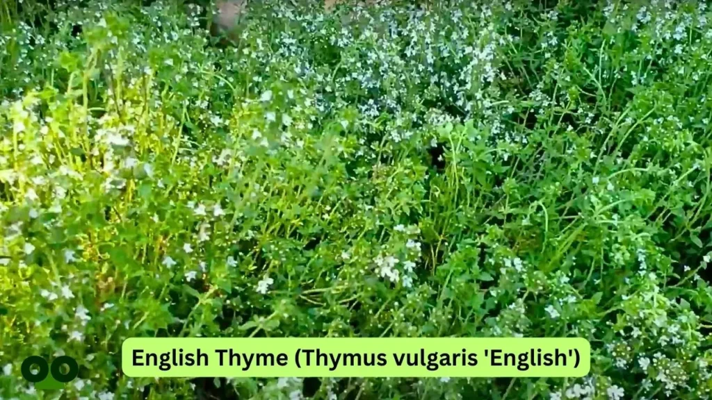 English Thyme Thymus vulgaris English