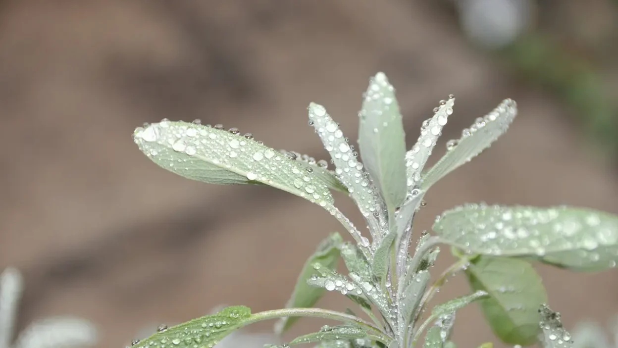 HOW TO GROW AND USE WHITE SAGE?