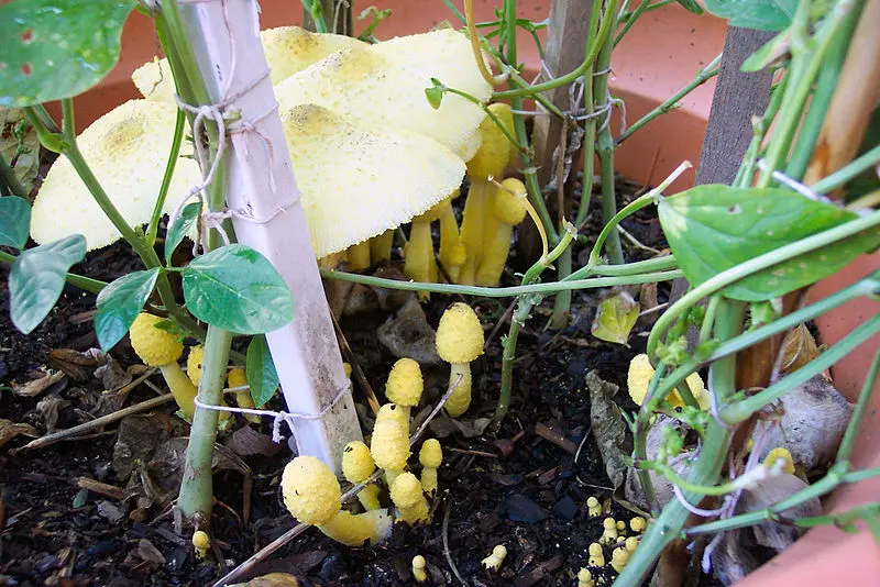 How to Get Rid Of Mushrooms Growing In Houseplant Soil