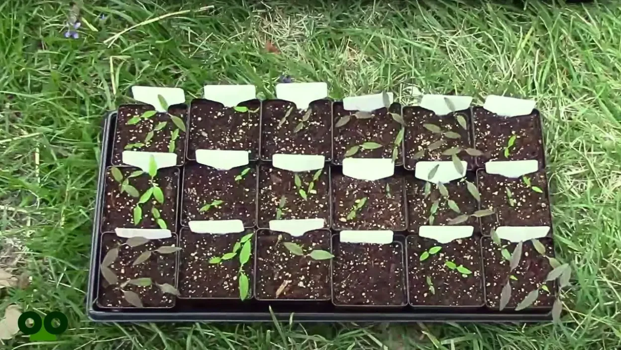 How to Harden Off Seedlings