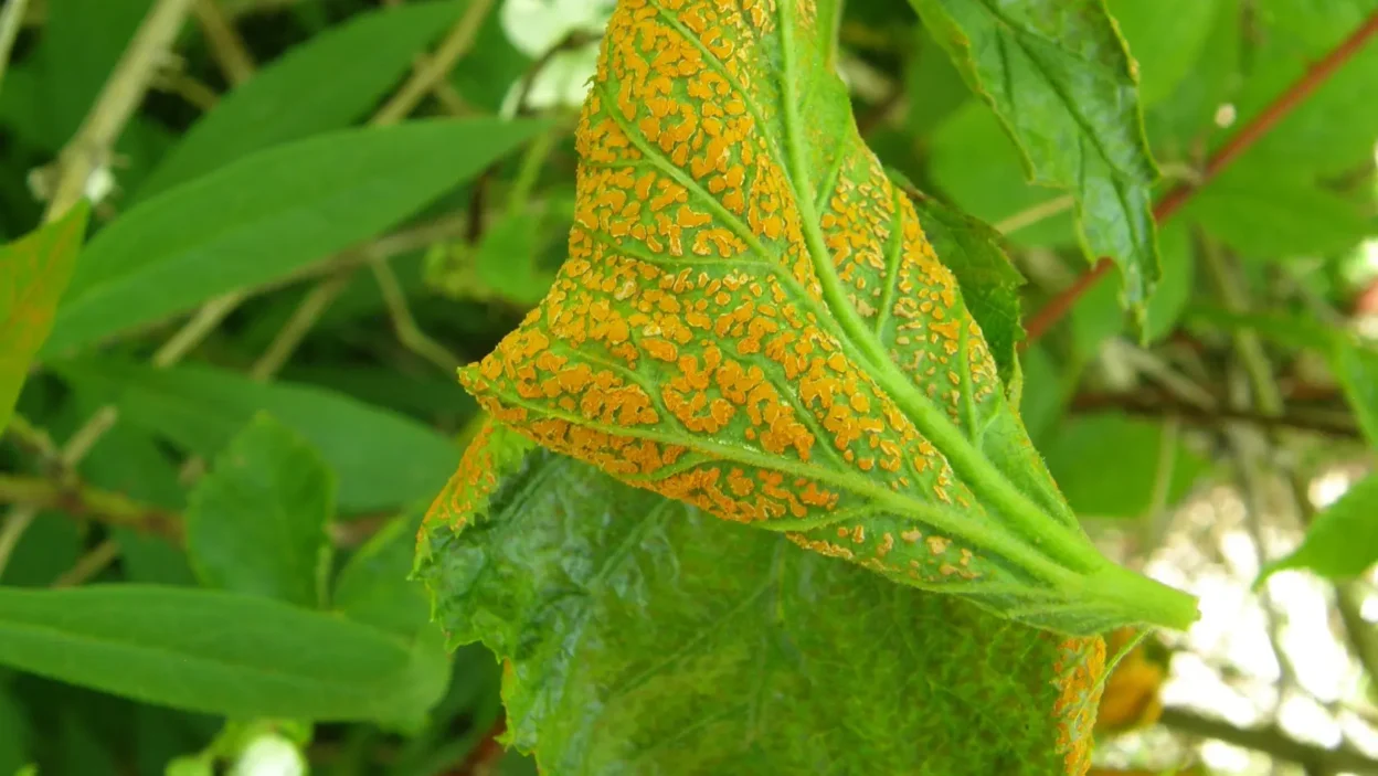 How To Stop Phoma Blight In Plants