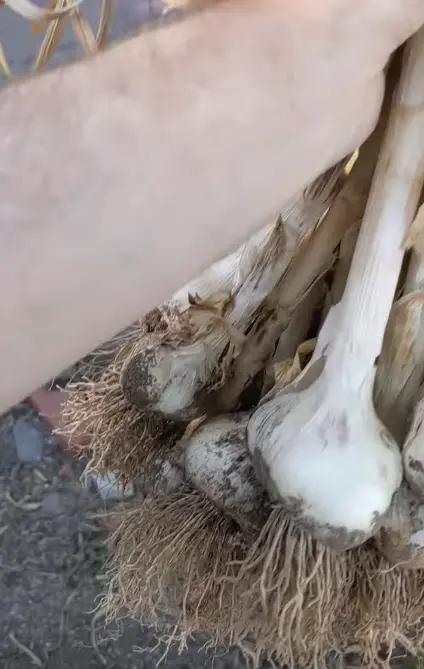Tucson garlic harvest