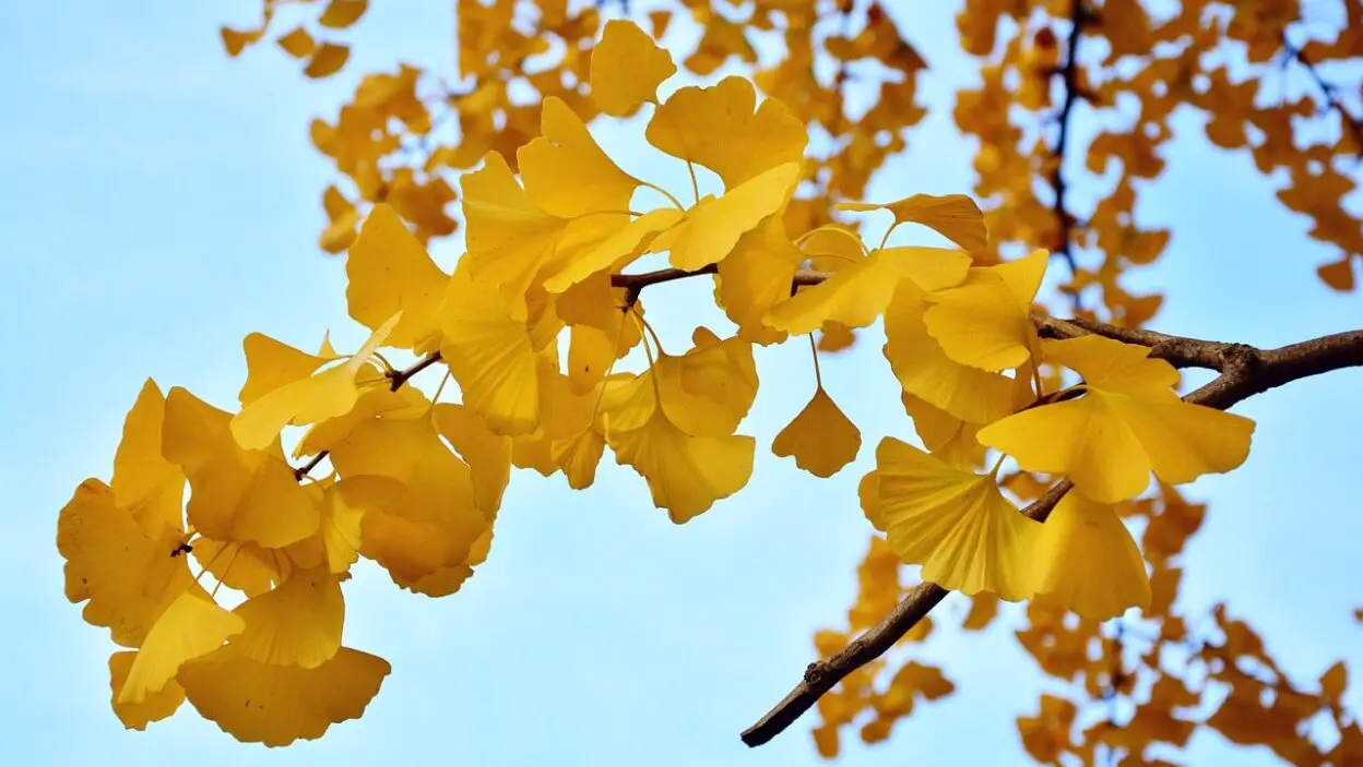 HOW TO GROW AND CARE FOR GINKGO TREES?