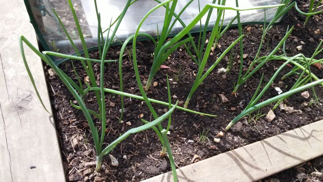 HOW TO PLANT AND GROW ONIONS