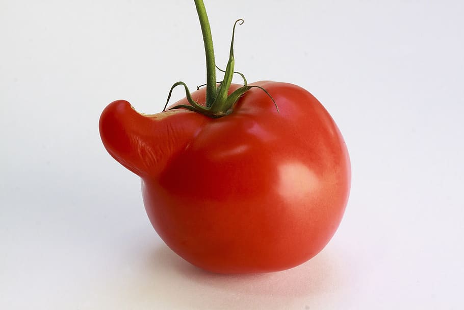 How to Identify and Prevent Catfacing of Tomatoes