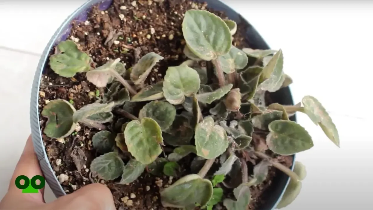 AFRICAN Violets dying