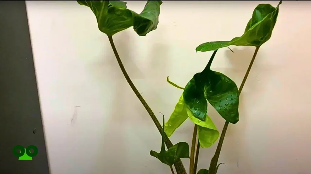 Can I Place My Alocasia Stingray Near an Air Conditioner Vent?