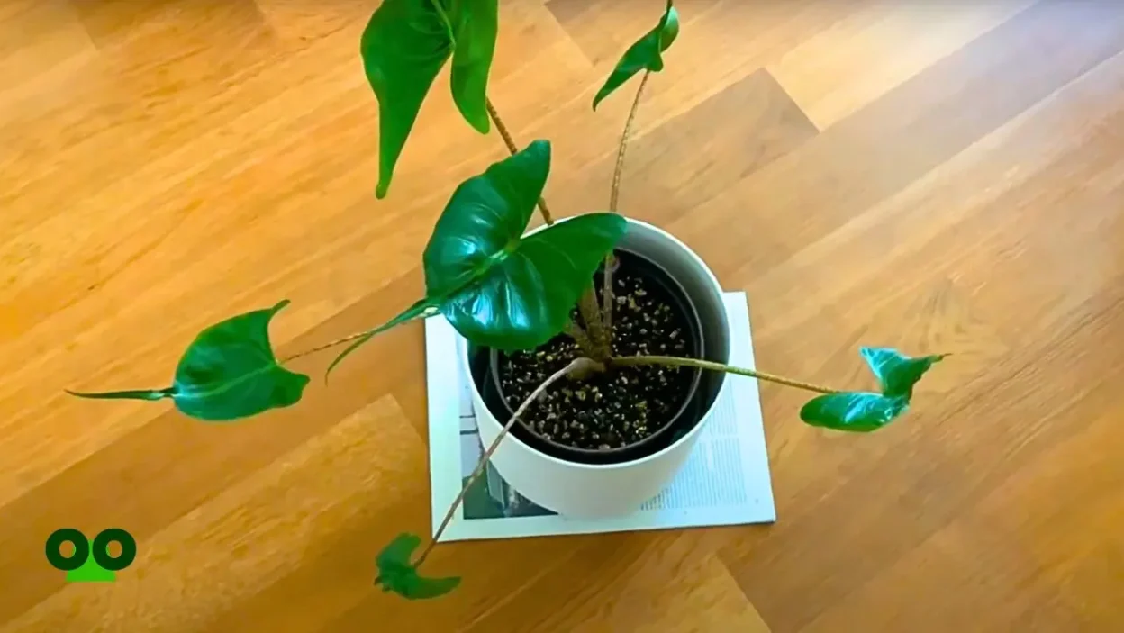 Can I Grow Alocasia Stingray in Low Light Conditions