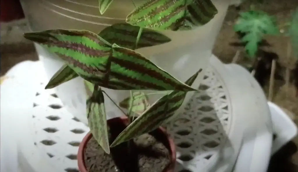 Butterfly Wing Plant