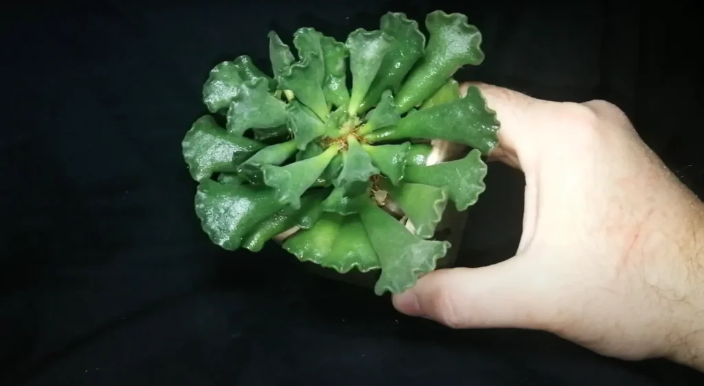 Crinkle Leaf Plant