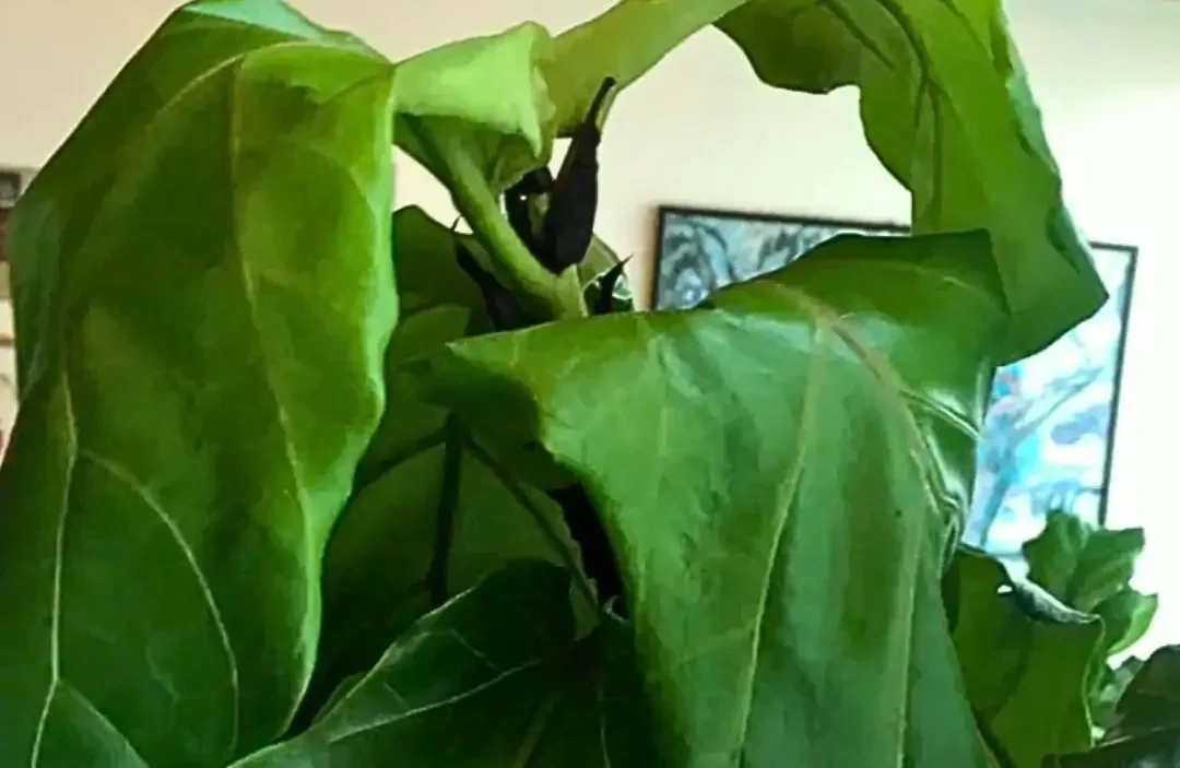 Fiddle Leaf Fig Leaves Drooping