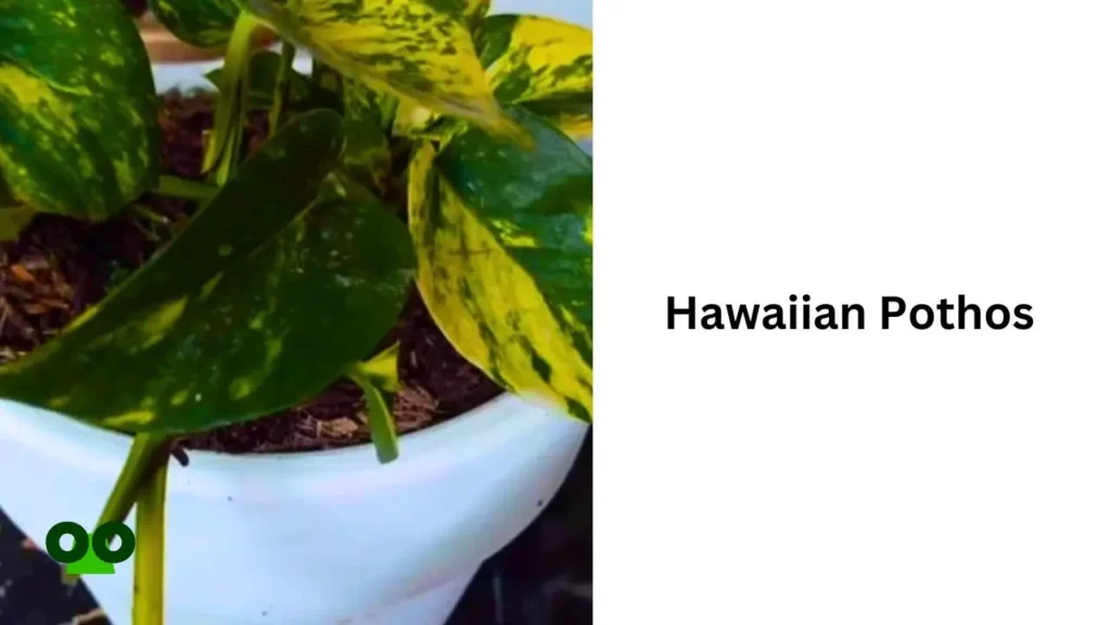 Hawaiian Pothos