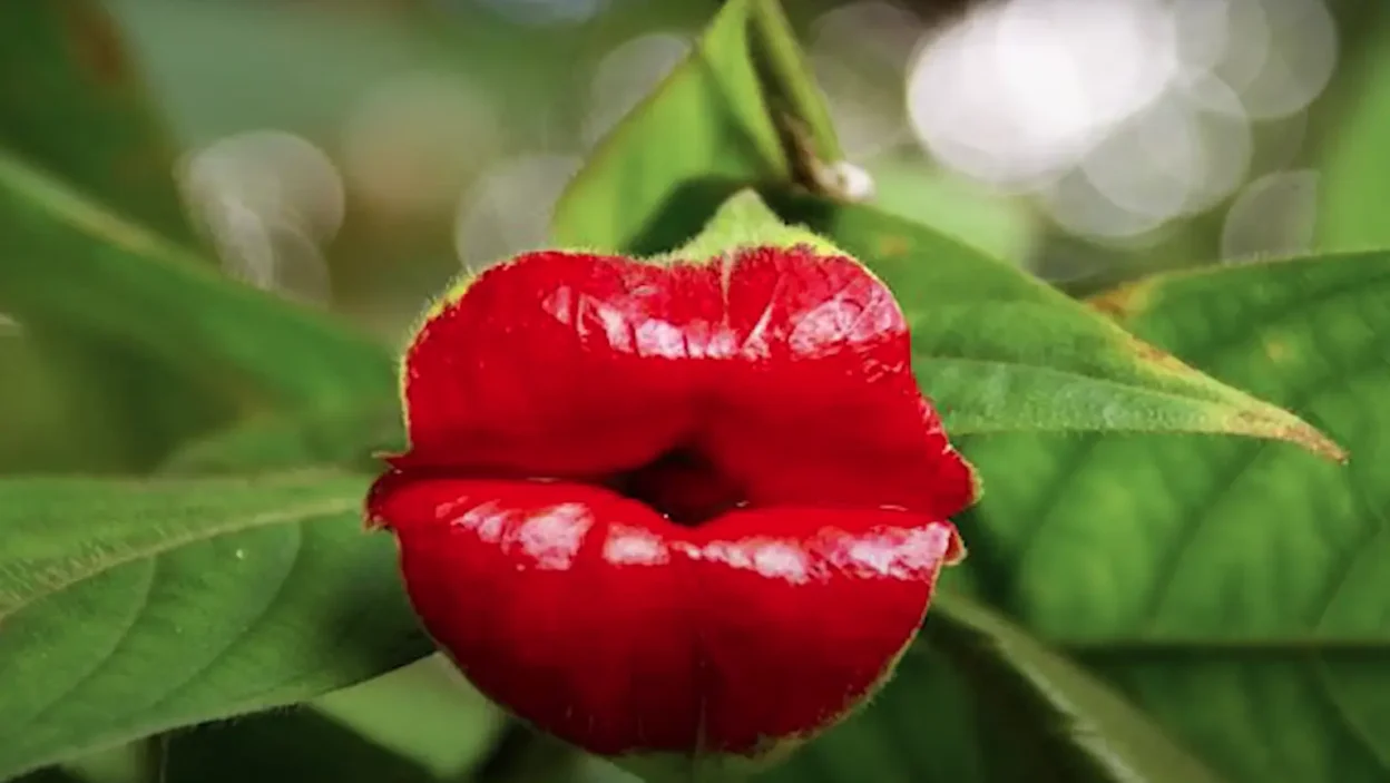Hooker's Lips Plant Palicourea elata