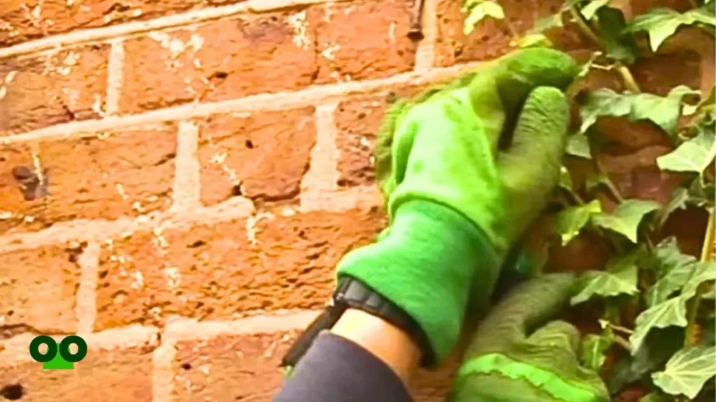 How to Remove English Ivy from House Walls