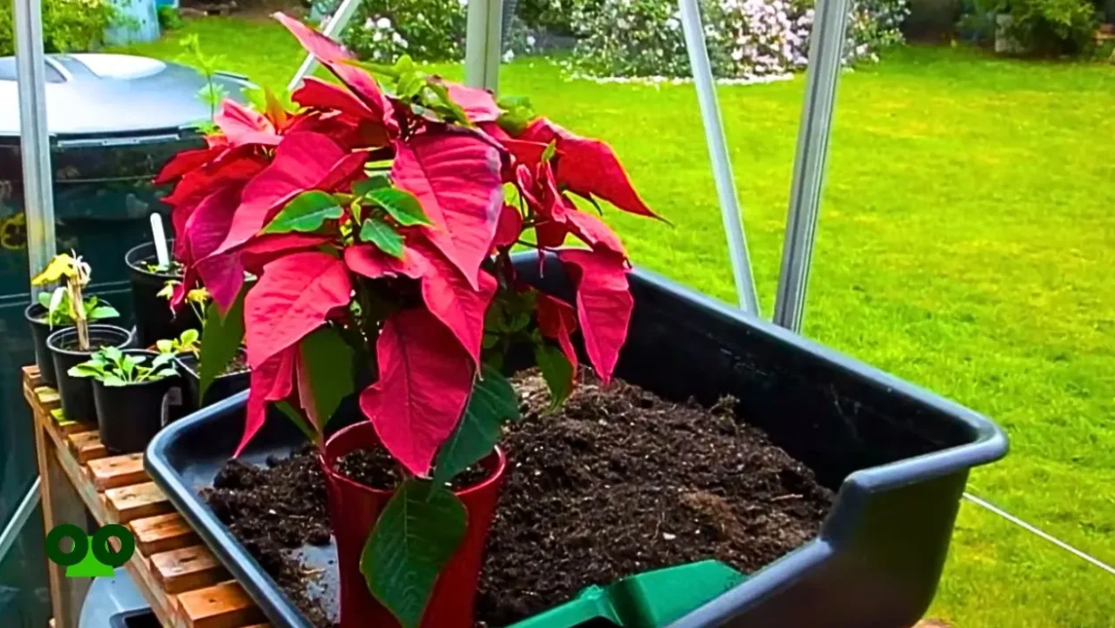 How to Repot Poinsettia