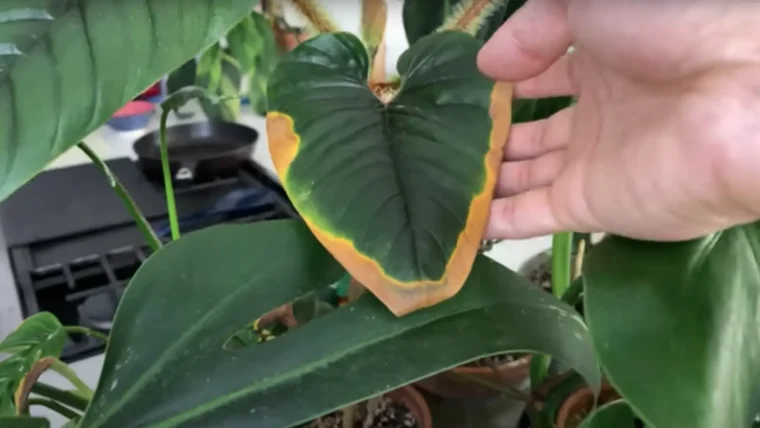 How to Treat Brown Spots on Pothos