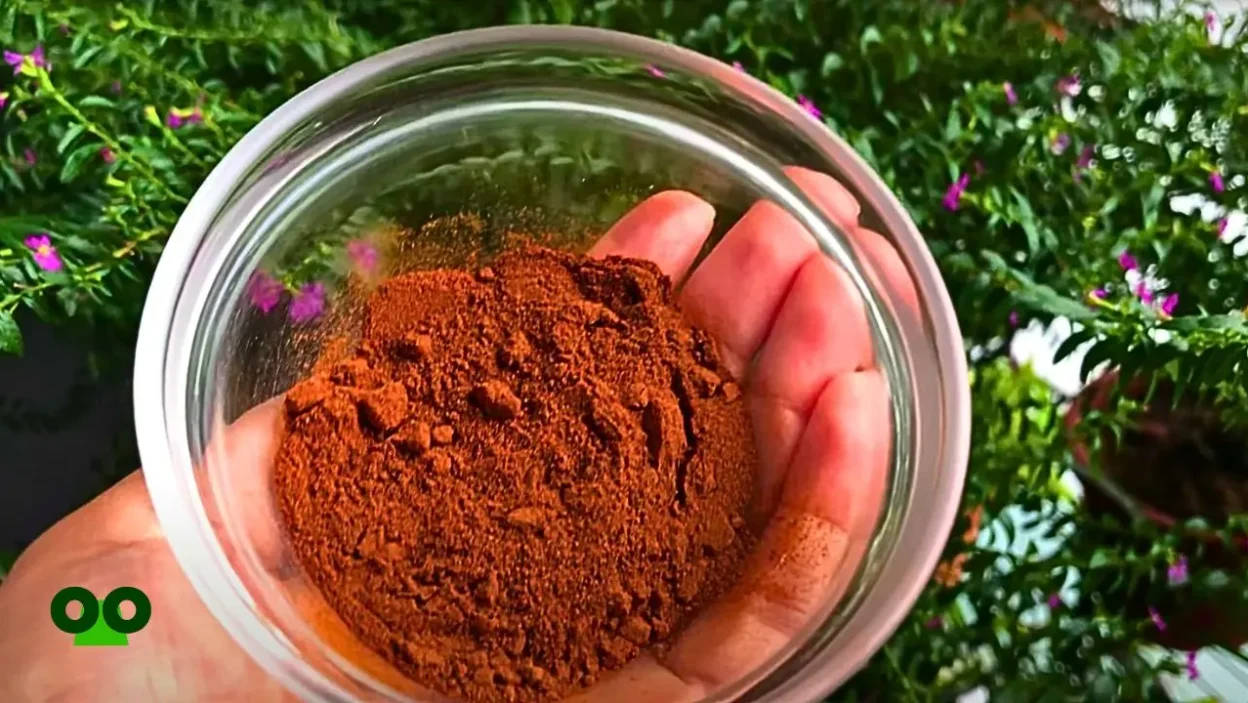 How to Use Cinnamon as Rooting Hormone? - A Comprehensive Guide