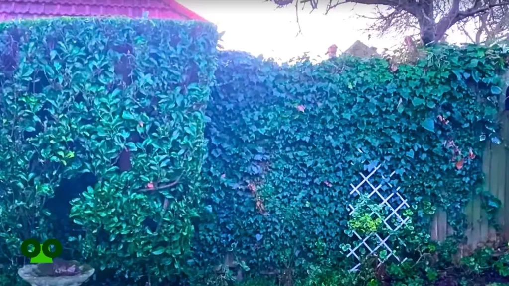 How to get rid of Ivy on walls or fencing