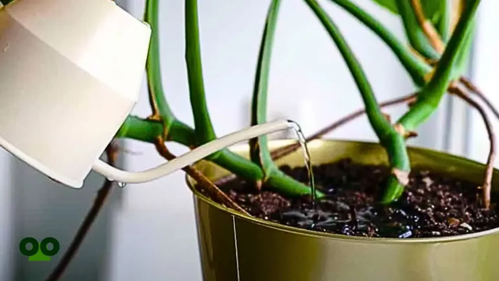 Monstera Overwatering: The Root Cause of Browning