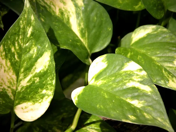 Pothos Growing Small Leaves 1