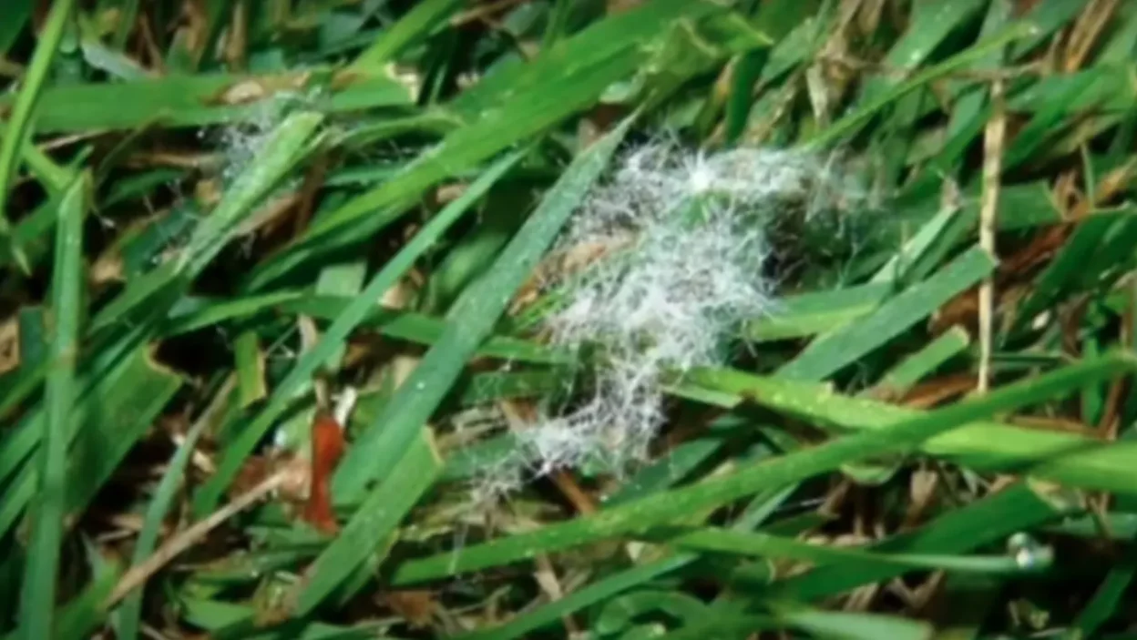How to Treat Mycelium On Your Lawn