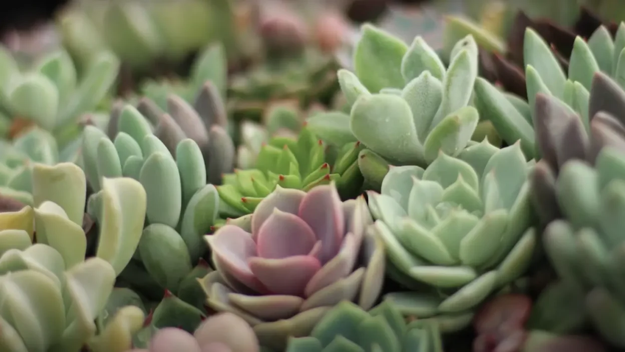 Non-Toxic and Pet-Friendly Succulents