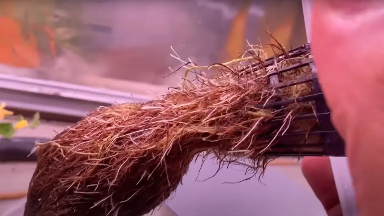Hydroponic Root Rot Prevention
