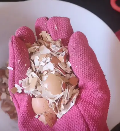 Crushed Eggshells