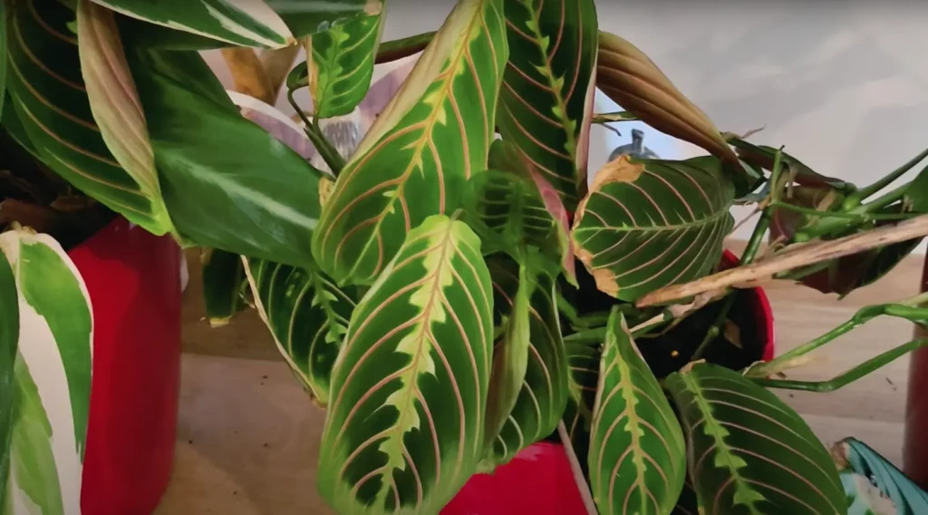 How To Fix Brown Leaves On Maranta