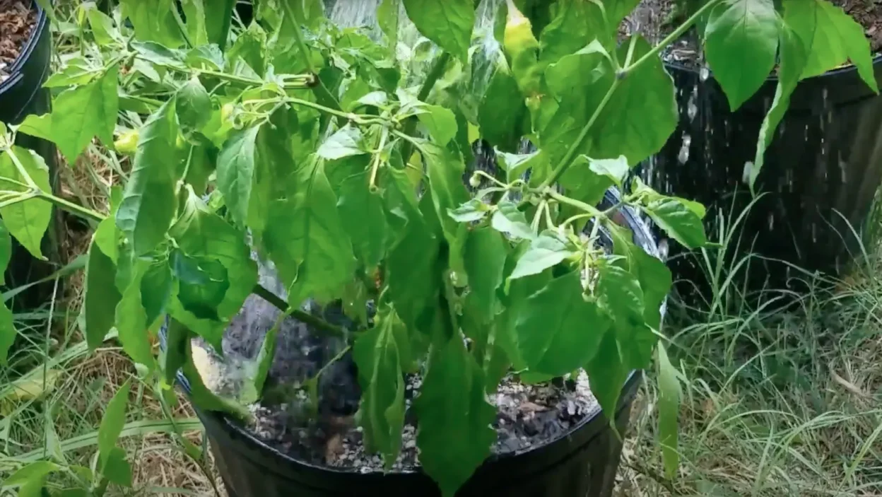 How Should I Water My Peppers Through the Seasons