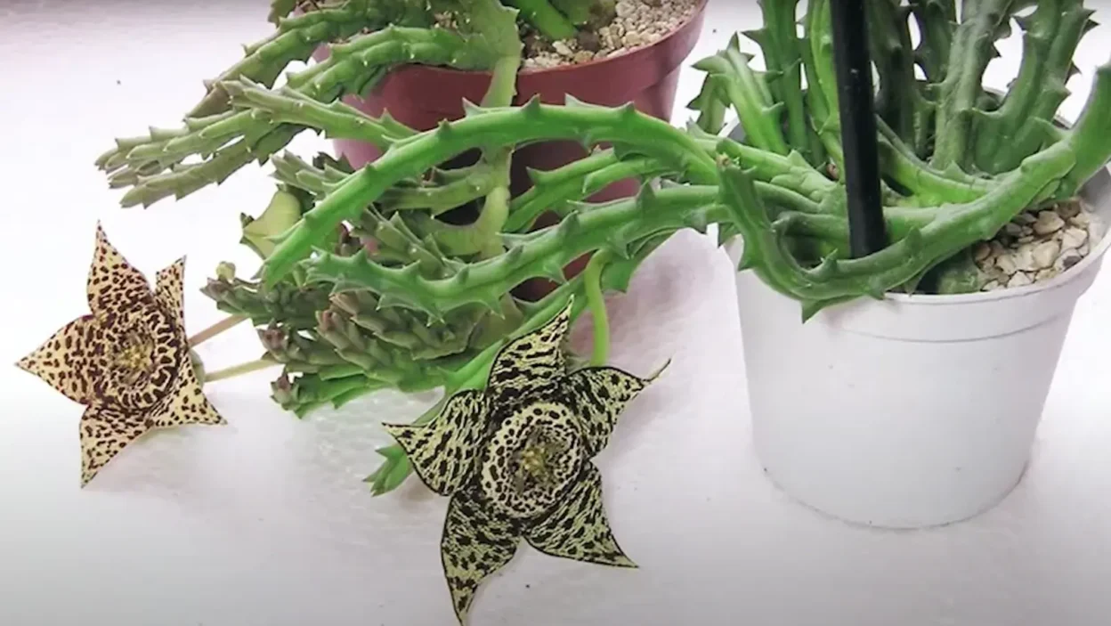 Starfish Cactus