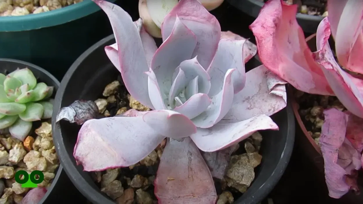 What Is Farina on Succulents