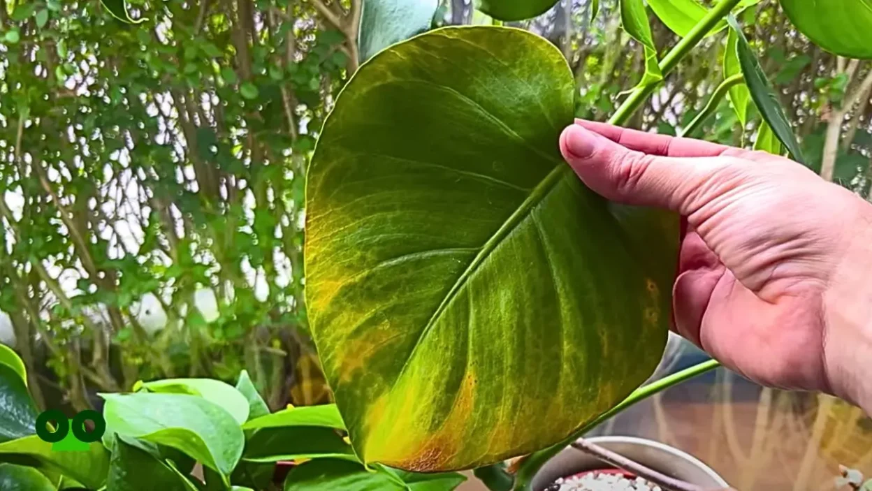 Yellow Spots on Monstera Leaves Causes and Treatment