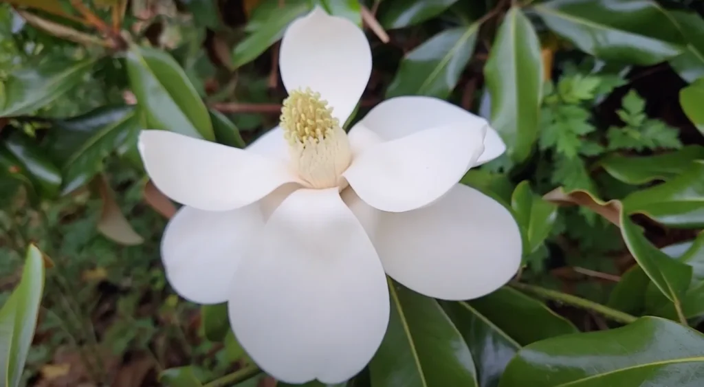 'Bracken's Brown Beauty' Magnolia