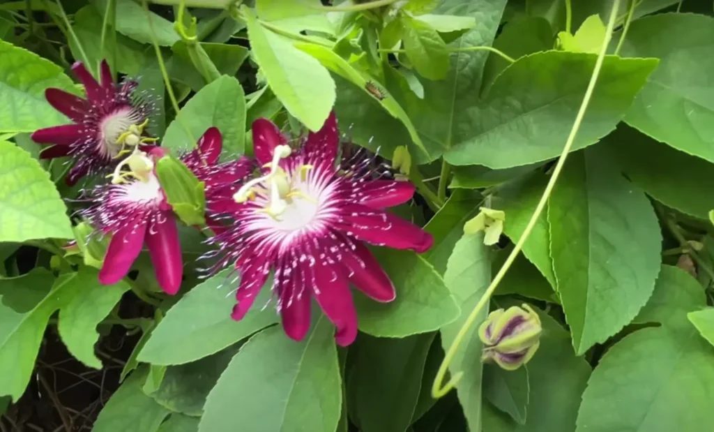 Passionflower Passiflora