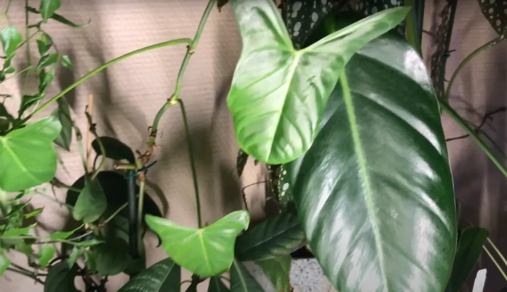 Philodendron Oxapapense