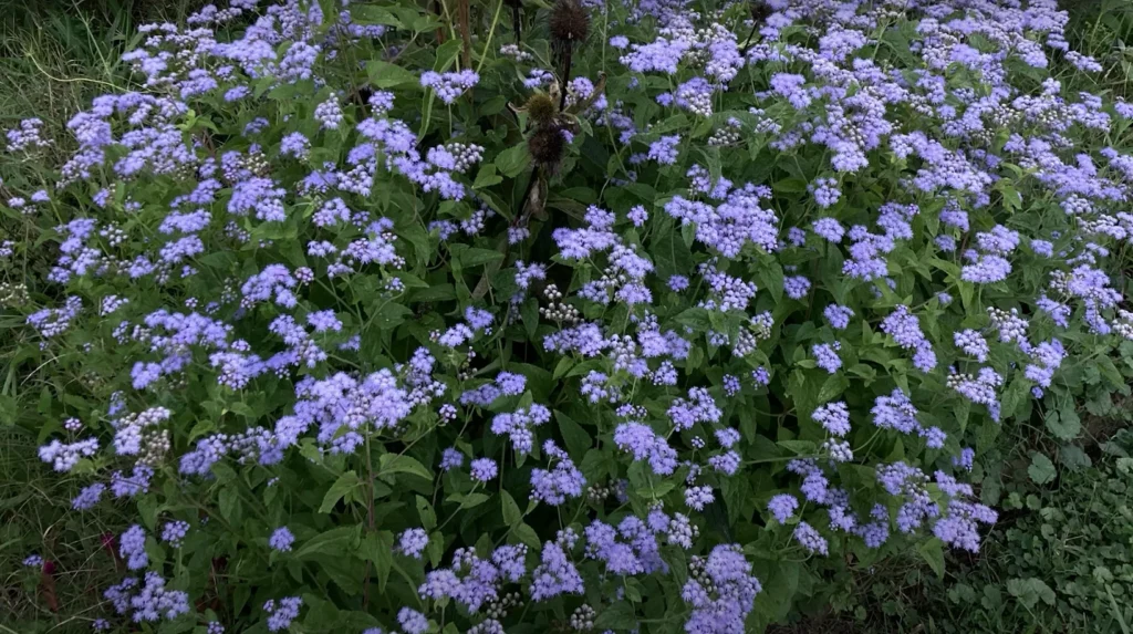 Blue Mistflowers